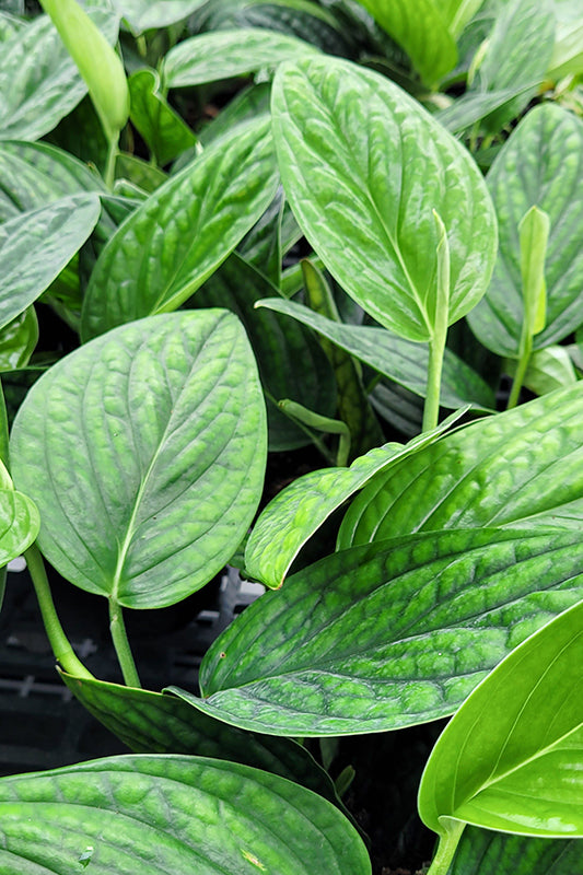 Philodendron 'Green Galaxy'