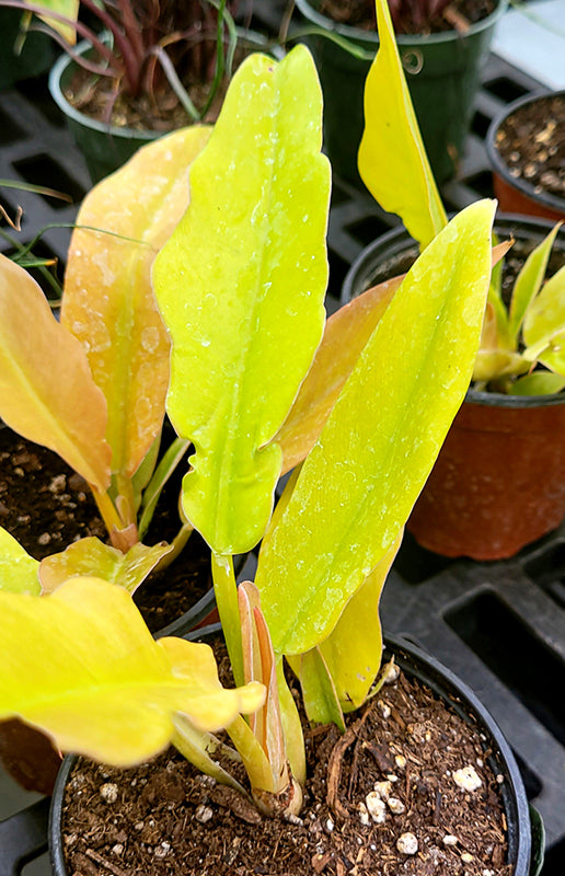 Philodendron 'Golden Crocodile'