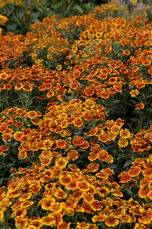 Helenium 'Salud Embers'