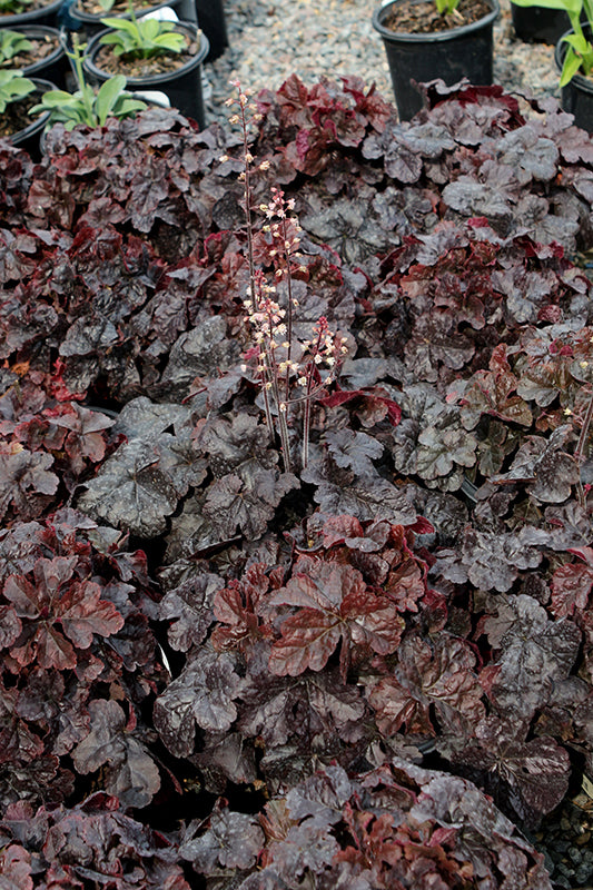 Heucherella 'Onyx'
