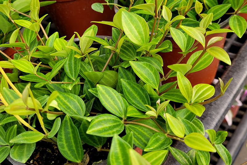 Peperomia angulata