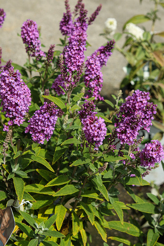 Buddleia x 'Birthday Cake'