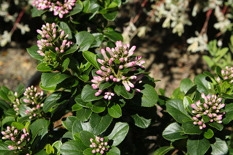 Escallonia laevis 'Pink Elle'
