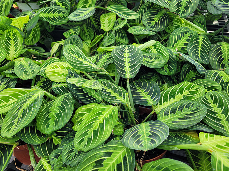 Maranta 'Lemon Prayer'