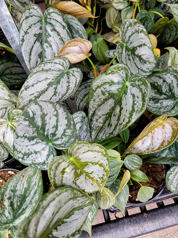 Philodendron brandtianum