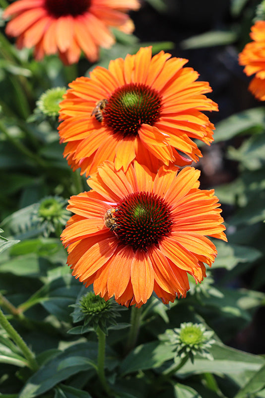 Echinacea Sunseekers 'Mineola'