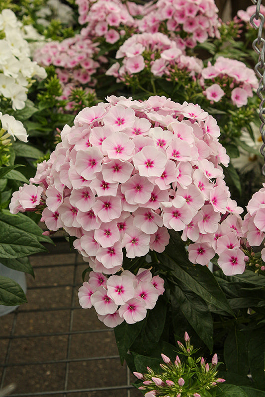 Phlox paniculata 'Flame Pro Baby Doll'