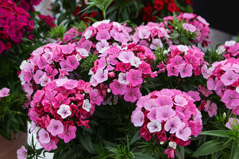 Dianthus 'Dart Mix'