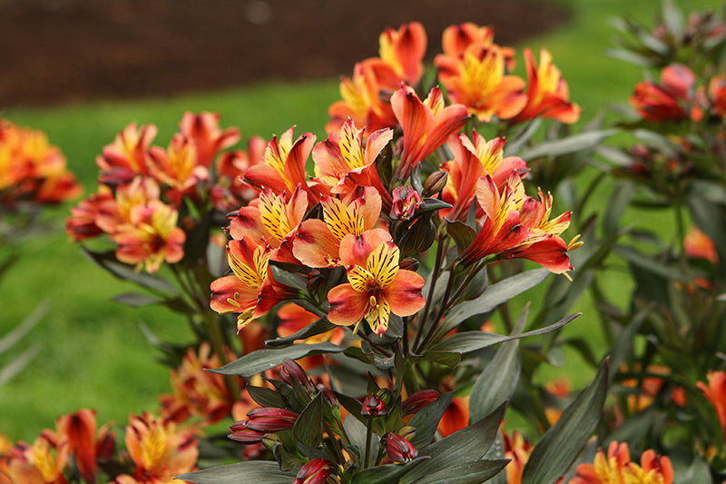 Alstroemeria 'Indian Summer'