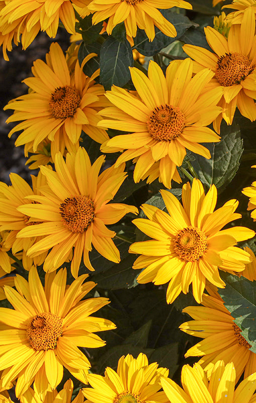 Heliopsis 'Sol D'Oro'