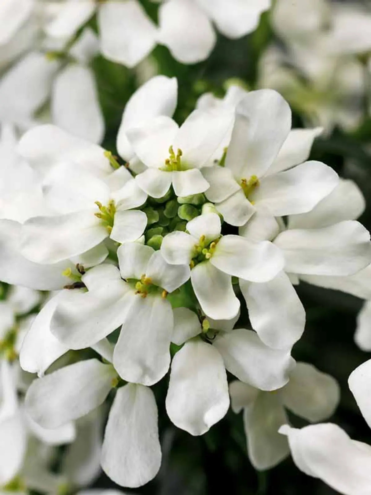 Iberis 'Snowcone'