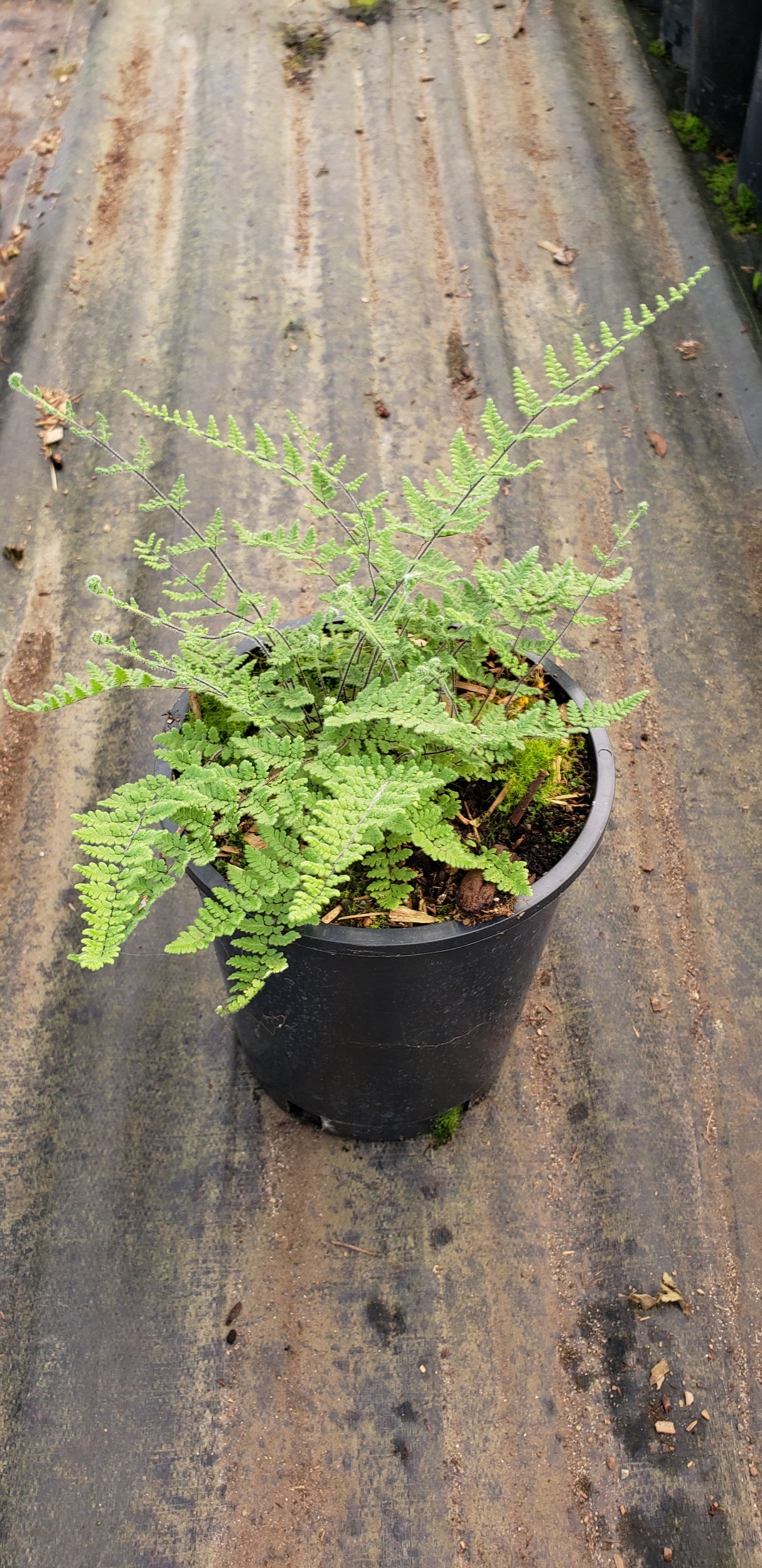 Cheilanthes lanosa
