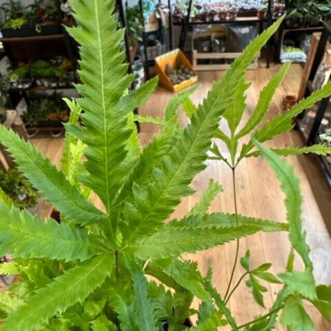 Pteris cretica 'Wimsettii'