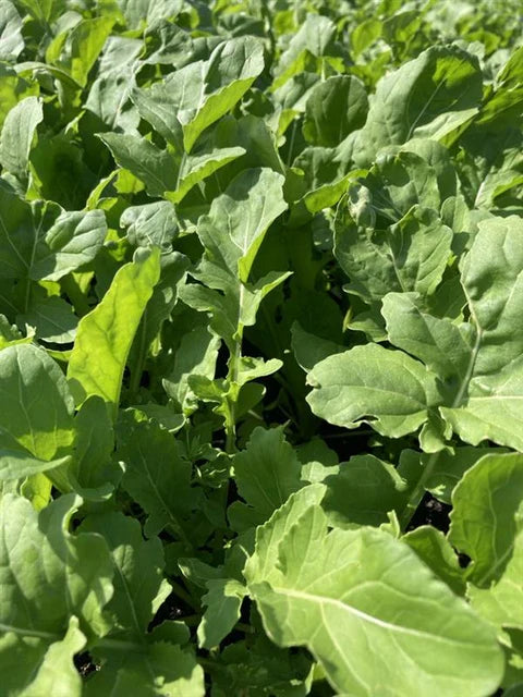 Arugula - Astro