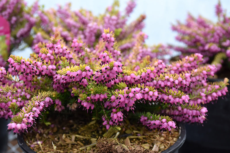 Erica x darleyensis 'Mary Helen'