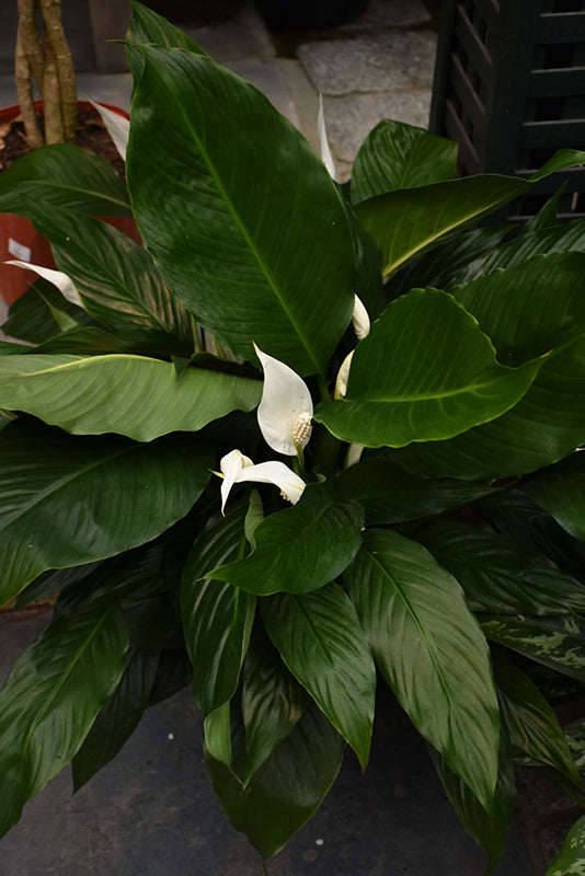 Spathiphyllum wallisii