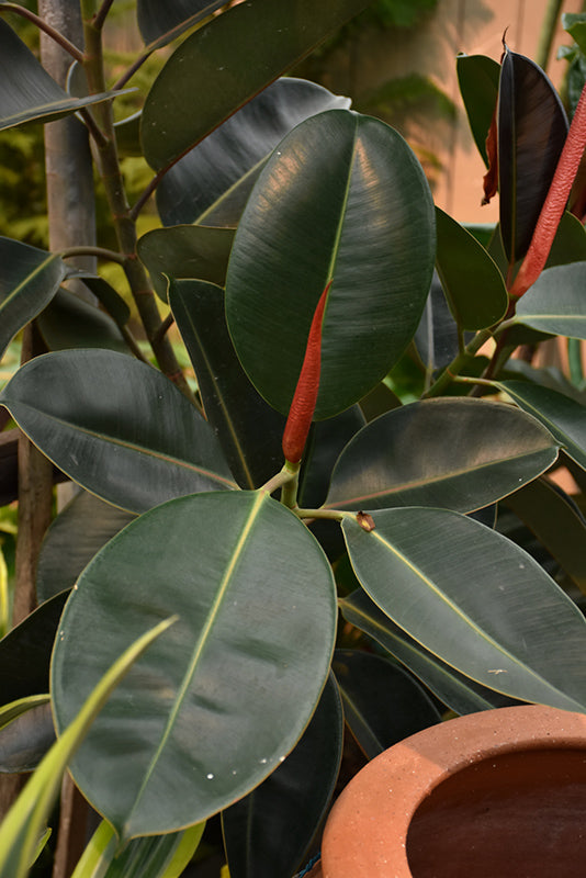 Ficus elastica