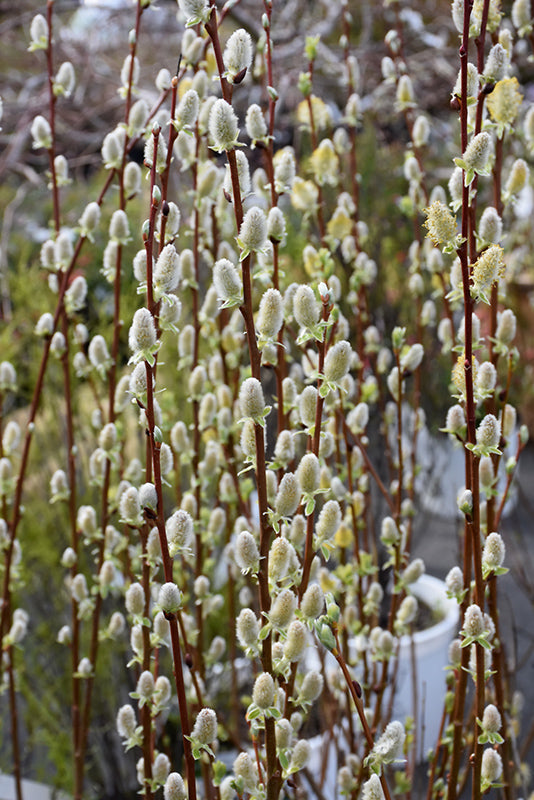 Salix discolor