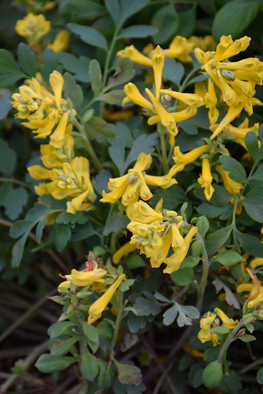 Corydalis 'Canary Feathers'