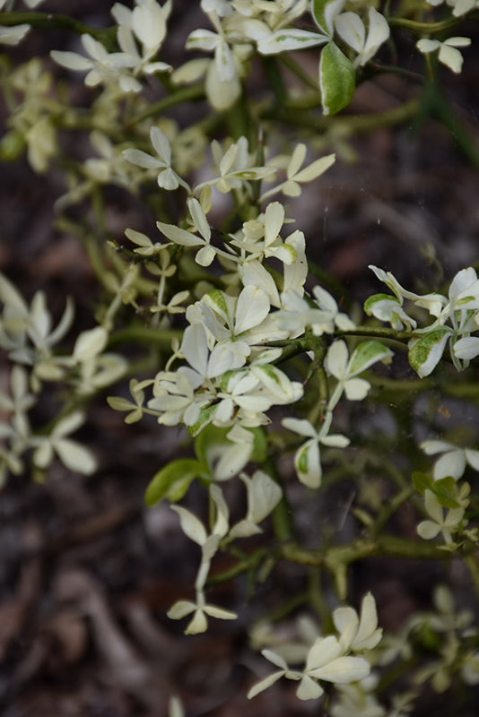 Poncirus trifoliata ‘Snow Dragon’