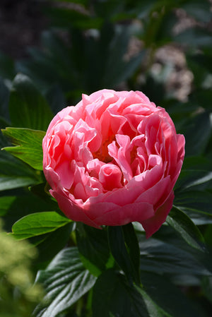 Paeonia 'Pink Hawaiian Coral'