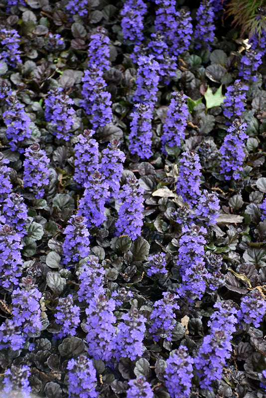 Ajuga reptans 'Black Scallop'