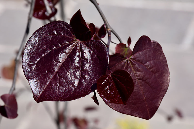 Cercis canadensis 'Ruby Falls'