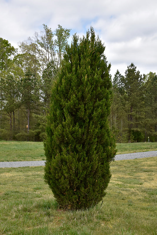 Juniperus chinensis 'Spartan'