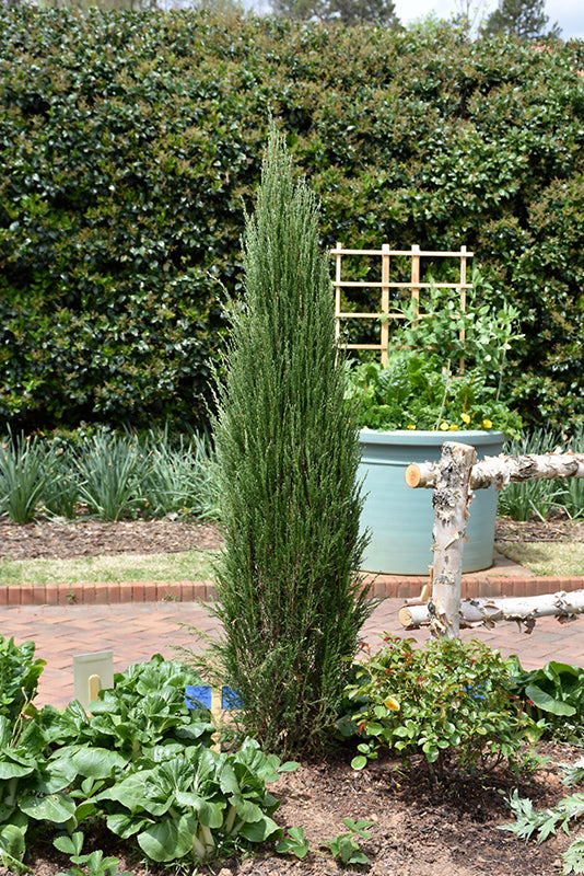Juniperus virginiana 'Blue Arrow'