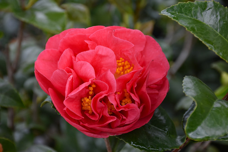 Camellia japonica 'Kramer's Supreme'