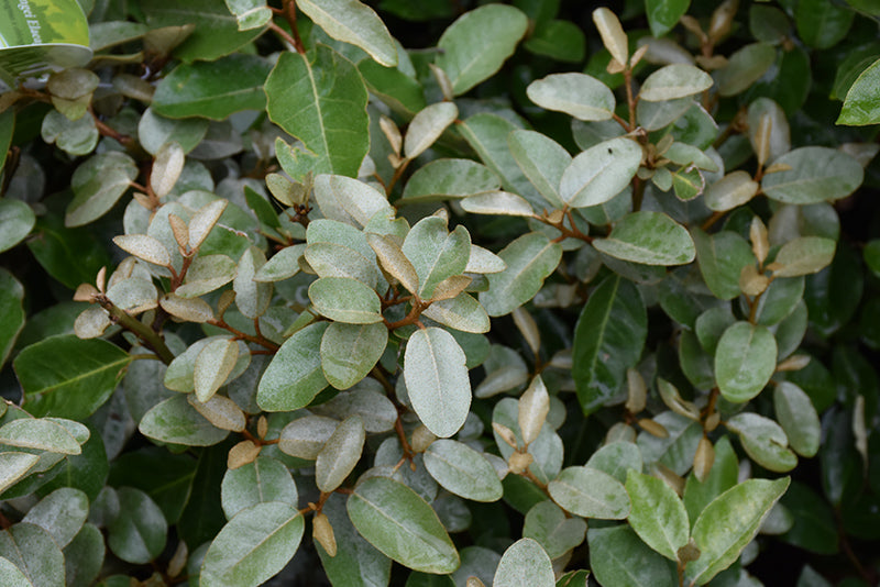 Elaeagnus x ebbingei