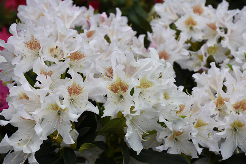 Rhododendron 'Cunningham's White'