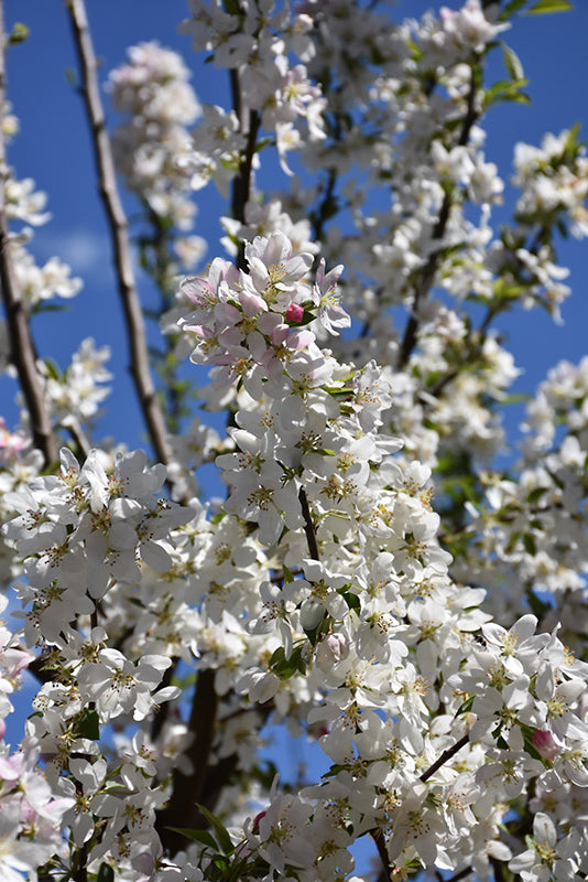 Malus 'Sugartime'