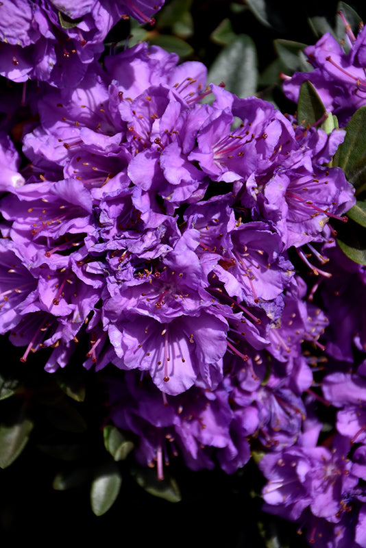 Rhododendron 'Purple Gem'