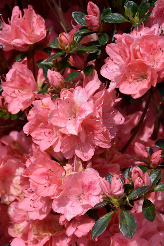 Azalea 'Blaauw's Pink'