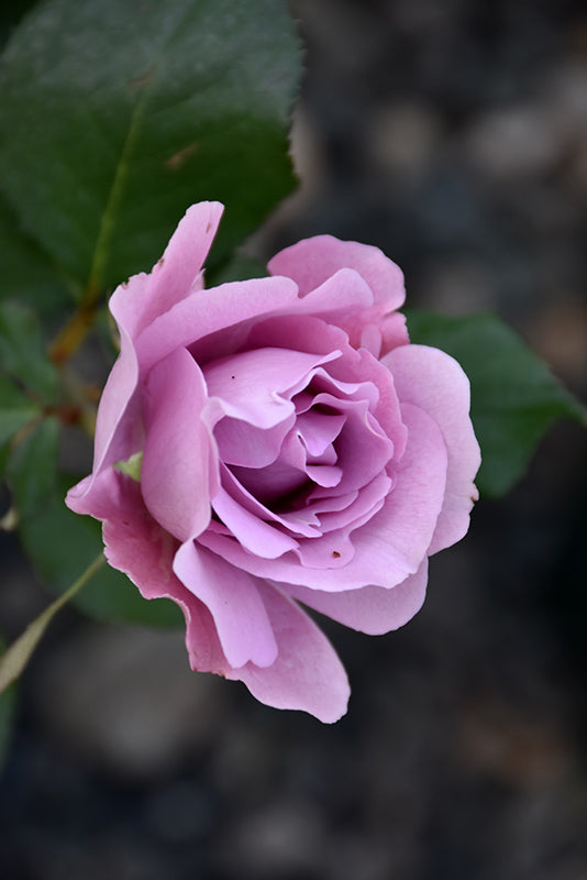Rosa 'Angel Face'