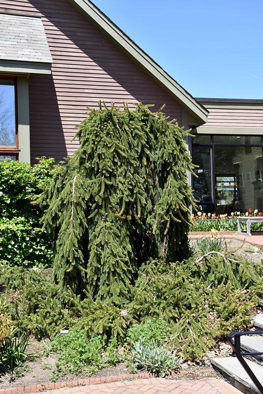 Picea abies 'Inversa'