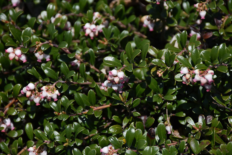Arctostaphylos uva-ursi
