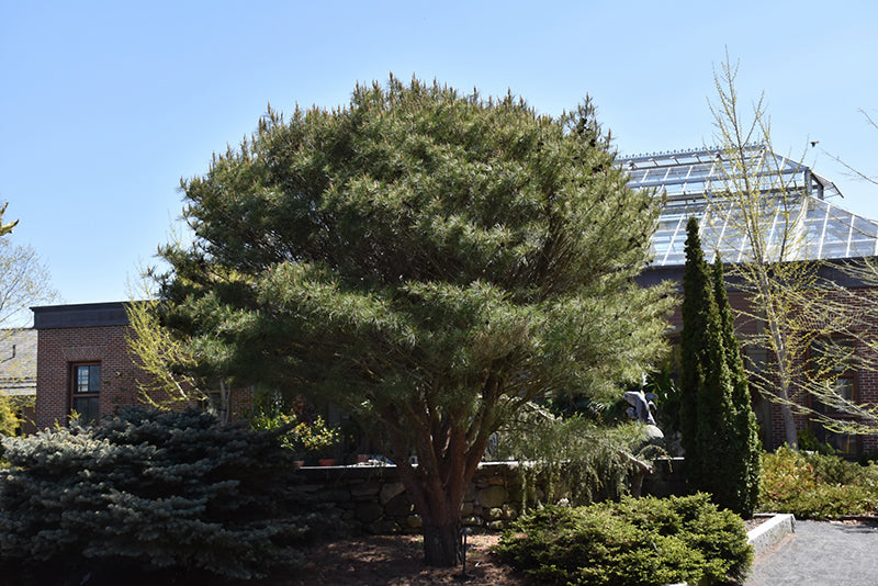 Pinus densiflora 'Umbraculifera/Tanyosho'