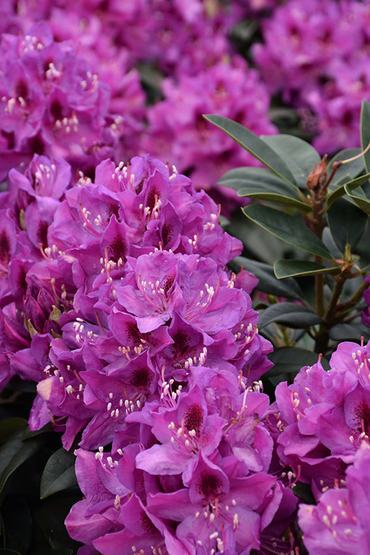 Rhododendron 'Anah Kruschke'