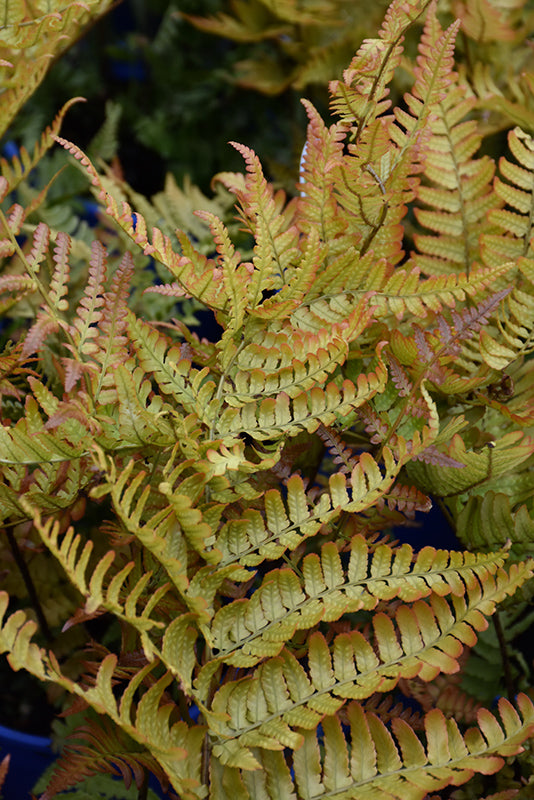 Dryopteris erythrosora 'Brilliance'