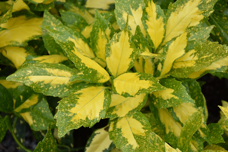 Aucuba japonica 'Picturata'