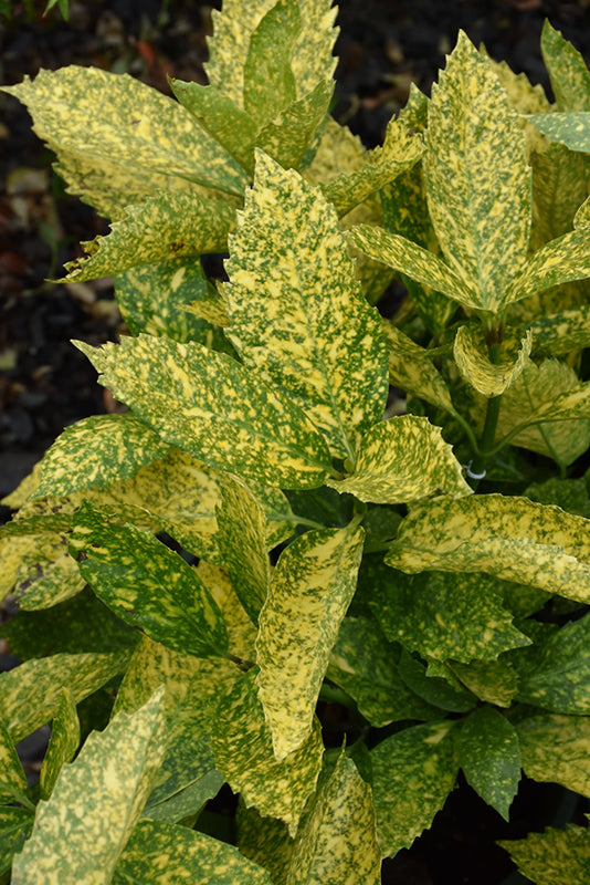 Aucuba japonica 'Mr. Goldstrike'