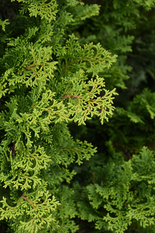 Chamaecyparis obtusa 'Templehof'
