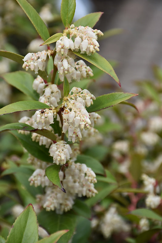 Leucothoe axillaris