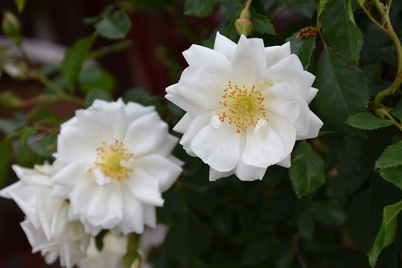 Rosa 'Flower Carpet White'