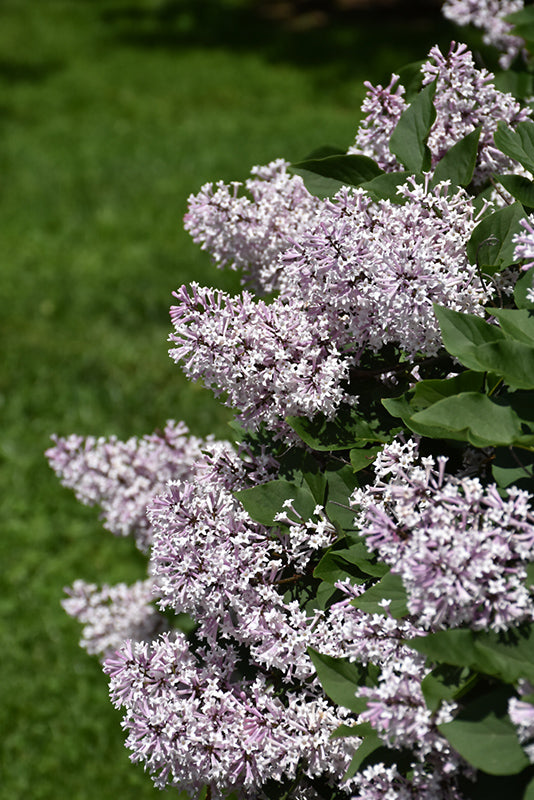 Syringa patula 'Miss Kim'