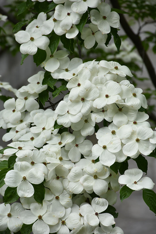 Cornus kousa 'Celestial'