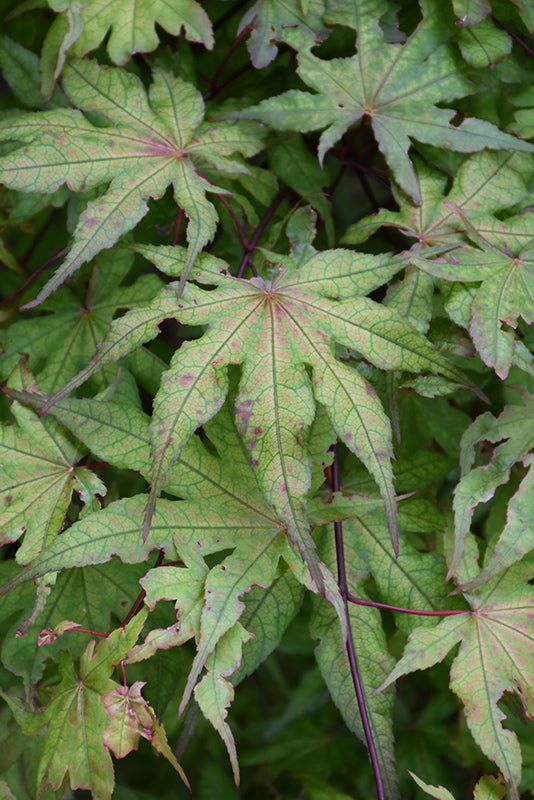 Acer palmatum 'Amber Ghost'