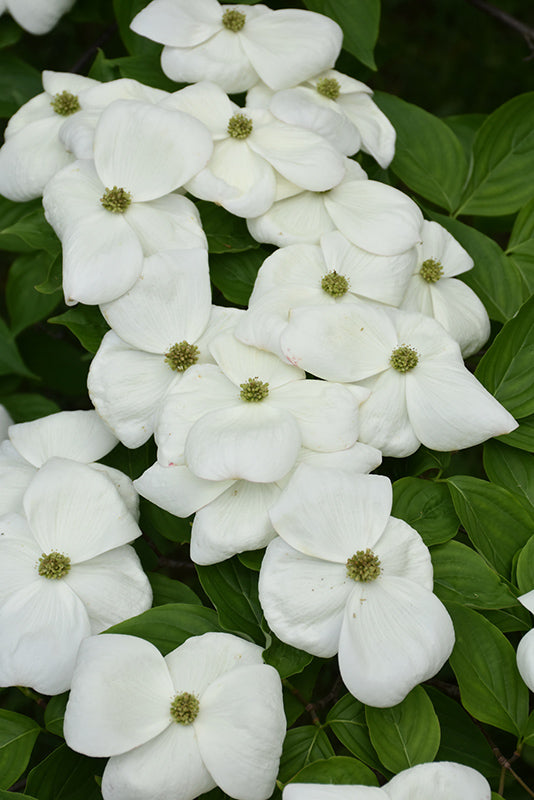 Cornus 'Aurora'
